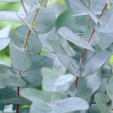Eucalyptus 'Gunnii' 15cm Pot