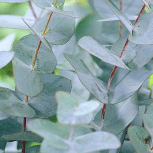 Eucalyptus gunnii 15cm pot - 'gunnii',