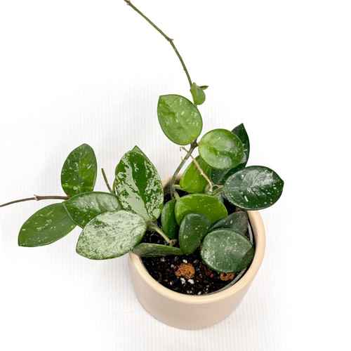 Hoya mathilda splash rare - hoya, 'mathilda