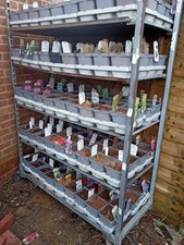 Dutch Danish Wheeled Plant