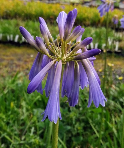 New agapanthus inapertus - new,