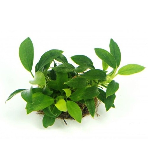 Anubias nana live - x3,
