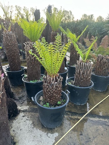 Fttrunk dicksonia antarctica - 1,