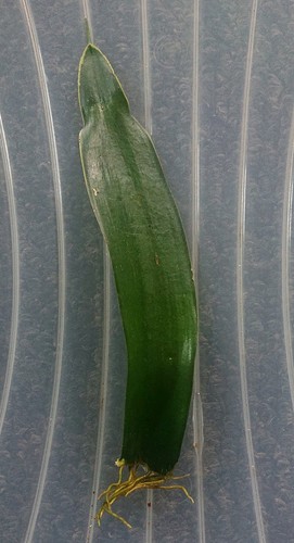 Snake plant leaf - snake, (sansevieria)