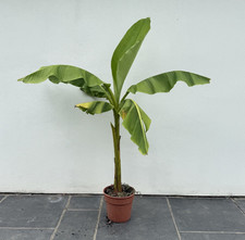Musa Basjoo Tall Hardy Banana