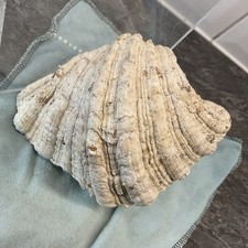 Vintage Sea Shell Brought Back