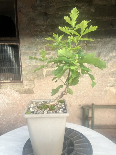 Oak bonsai starter tree - oak,