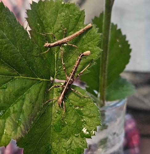 Brambles food for - brambles, stick