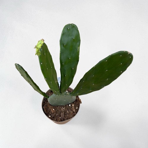 Opuntia cochenillifera - cochenillifera, |