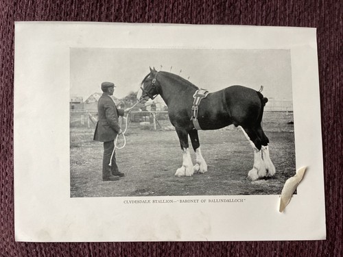 Horse clydesdale stallion - clydesdale,