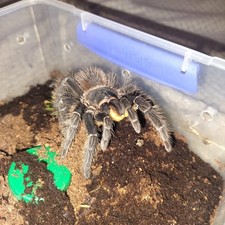 Tliltocatl Vagans - Mexican