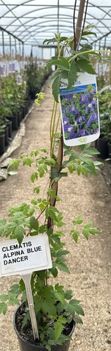Clematis alpina blue - alpina, 'blue