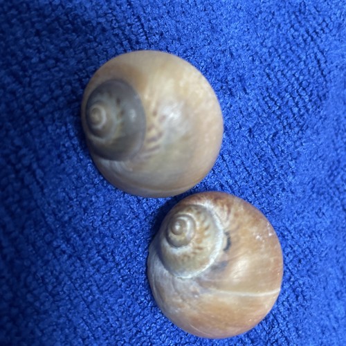 Natural shark eye moon snail - natural,