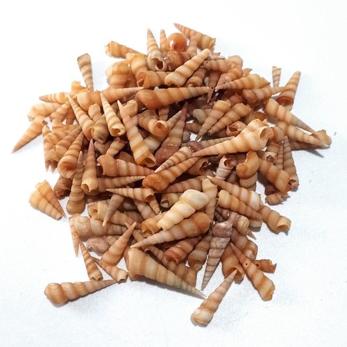 Small screw sea shells to - sea,