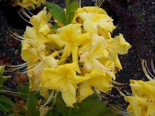 Rhododendron anneke 9cm pot - in,