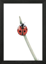 Ladybird Framed Wall Art