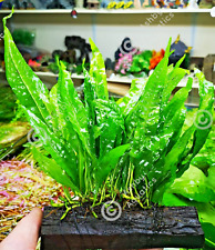 Large JAVA FERN ON WOOD bogwood, driftwood Live Aquarium Aquatic Plants