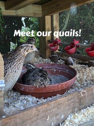 Dozen 12pc quail eggs too - 12pc,