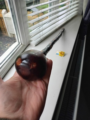 Irish blackthorn stick - blackthorn,
