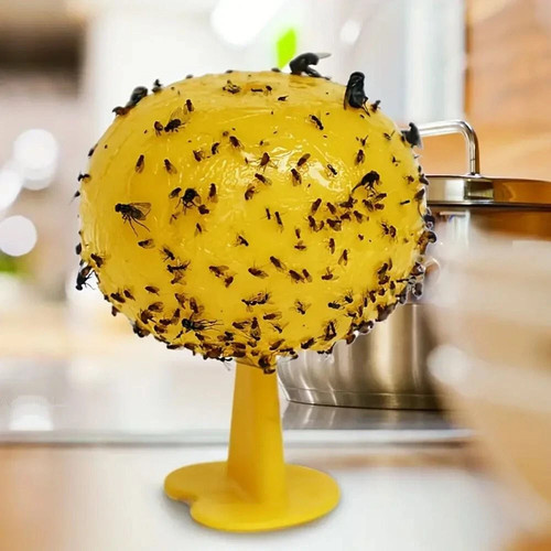 Fruit fly balls ball - fruit, trap