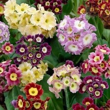 Primula pubescens AURICULA in