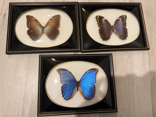 Vintage set real butterflies - 3,