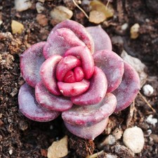 Echeveria Pine Rose 3cm Eye catching Red Korean Succulent