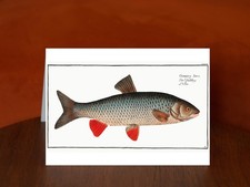 Idus-Carp (Cyprinus Idus) by