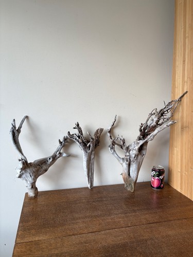 Driftwood silver trees - , of