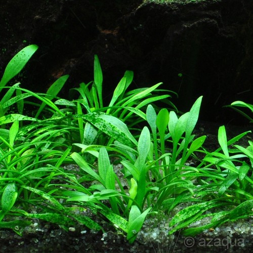 Cryptocoryne parva short - parva,