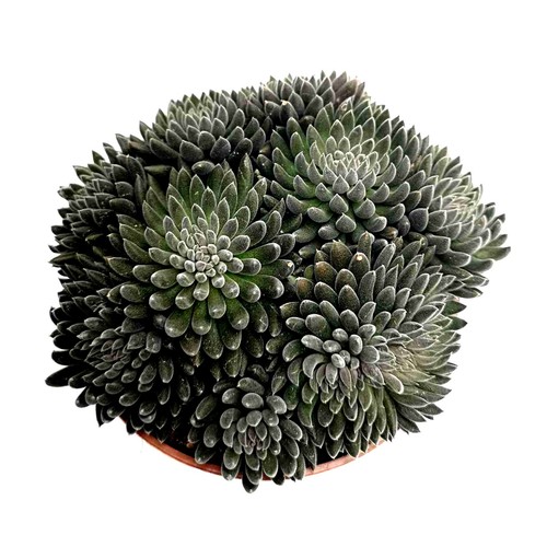 Crassula crassimus dark leaf - crassimus,