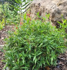 Pleioblastus pygmaeus Dwarf