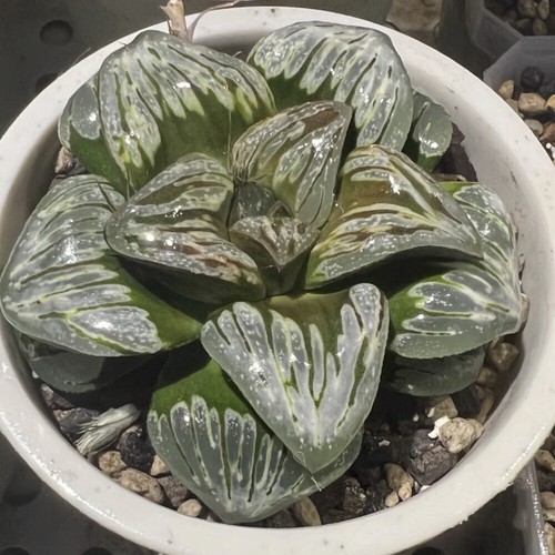 10cm succulent plant haworthia - plant,