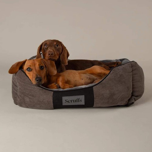 Scruffs chester box dog - dog, bed