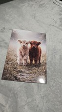 Highland Cow A4 Print Two