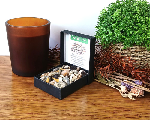 Authentic fossil box selection - fossil,