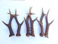 ONE PAIR OF SCOTTISH ROE DEER ANTLERS  18cm.-21cm.