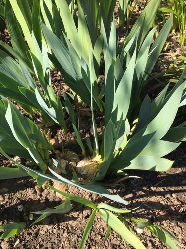 Bearded iris - 3,