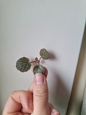 Saxifraga Stolonifera