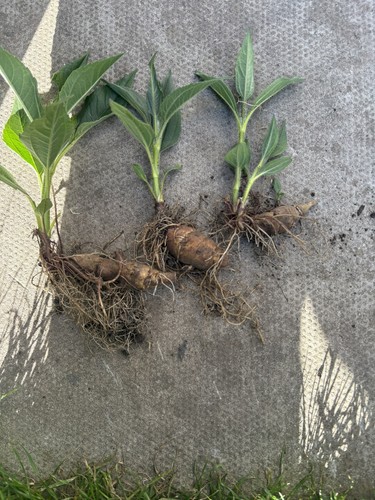 Plants jerusalem artichoke - ,