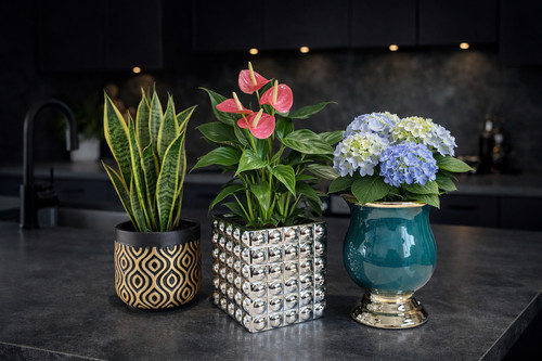 Flower pot home - flower, modern