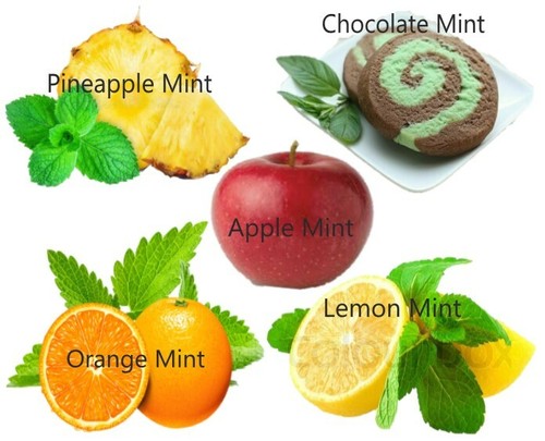 Mint seeds rare pick mix - mint,