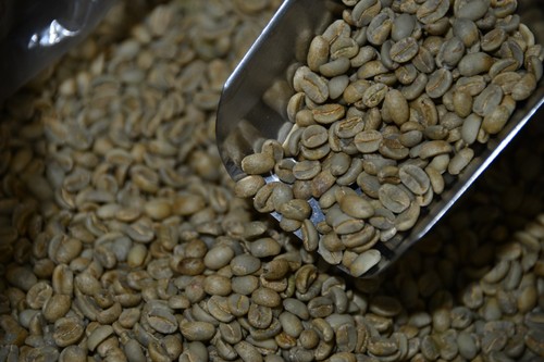 Raw unroasted green coffee - green,