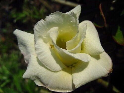Seeds adenium obesum - of,