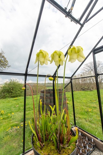 Sarracenia division from h02 - division,