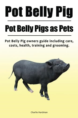 Pot belly pig - pot, pigs