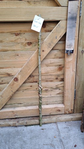 Twisted twisty wood hazel - twisted,