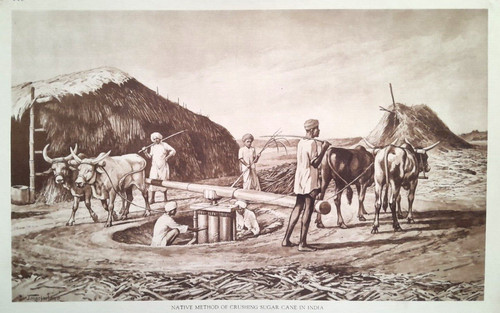 Farming sugar cane india - sugar, in