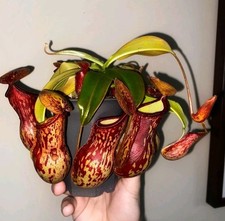 Nepenthes Gaya Live