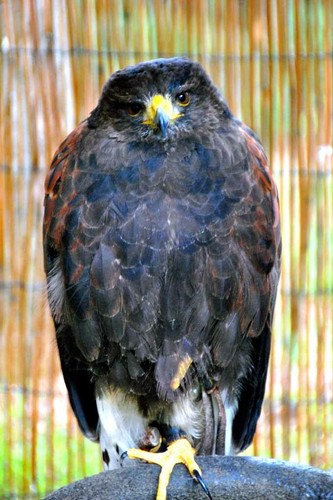 Harris hawk parabuteo - harris,